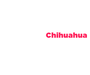 Chihuahua Beauty Pageant