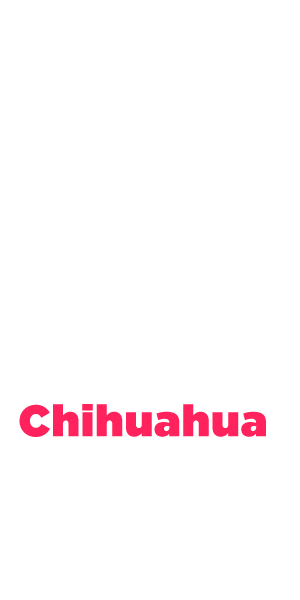 Chihuahua Beauty Pageant